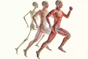 Bewegungsapparat / Gelenke